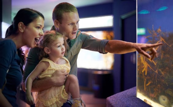 Aquarium, family and happy child with fish for learning, curiosity or knowledge, bonding or education. Mother, fishtank and girl with father pointing at marine animals underwater in oceanarium