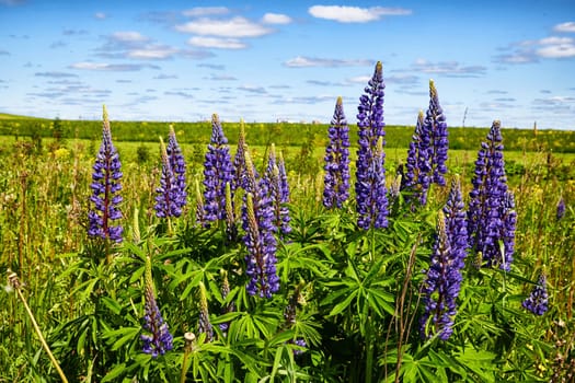 Nature and landscape with green meadow or field, purple lupine flowers in foreground and blue sky with clouds in the background. Time of spring or early summer