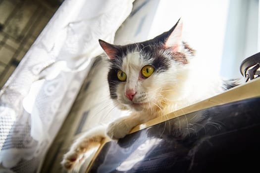 A black and white cat lies on the windowsill in cardboard box and the light from the window