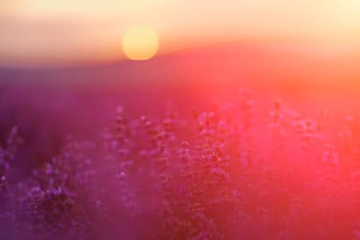 Blooming lavender in a field at sunset in Provence. Fantastic summer mood, floral sunset landscape of meadow lavender flowers. Peaceful bright and relaxing nature scenery