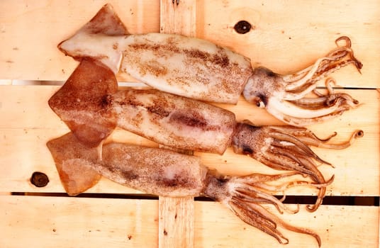 Three European flying squid on wooden  background ,fresh uncooked fish