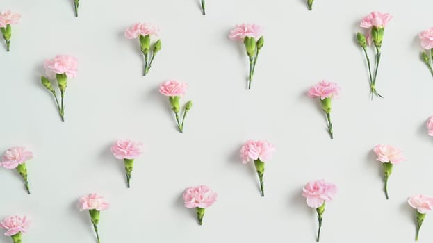 Flowers composition, spring floral background, flat lay, top view. Pink carnation on white background.