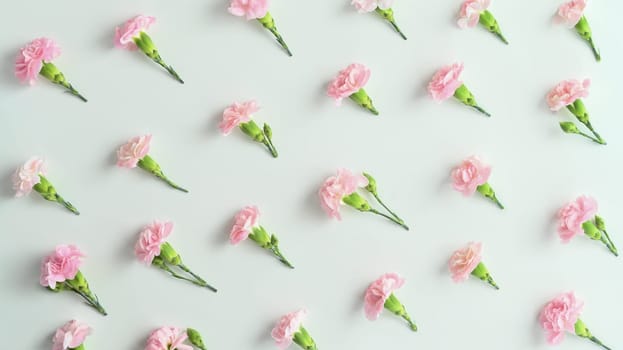 Spring floral background, flat lay, top view. Pink carnation on white background.
