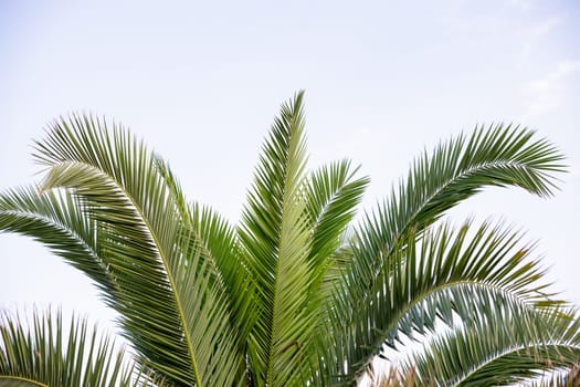 Coconut palm trees, beautiful tropical background, vintage filter