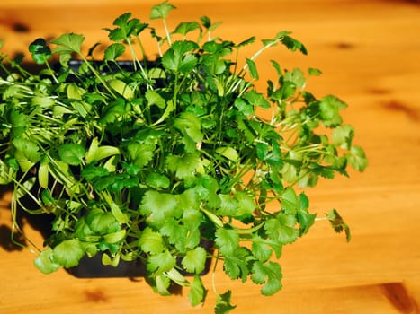 Flower small pot with microgreen seedlings on a wooden table. Healthy food and ecology concept.