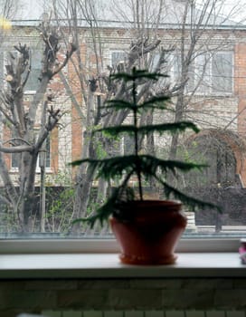 A small Christmas tree grows in a pot on the window in the house