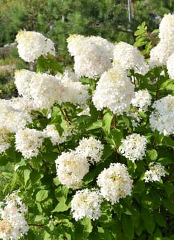 Bush of white abundantly blooming hydrangea in the garden