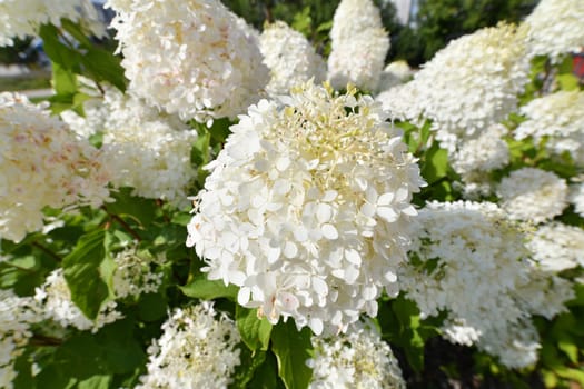 Bush of white abundantly blooming hydrangea in the garden