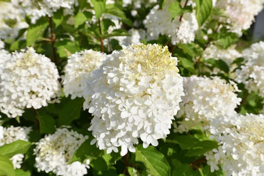 Bush of white abundantly blooming hydrangea in the garden