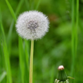 One white dandelion with seeds in meadow