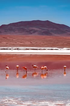 Pink flamingos at exciting lagoon scenery