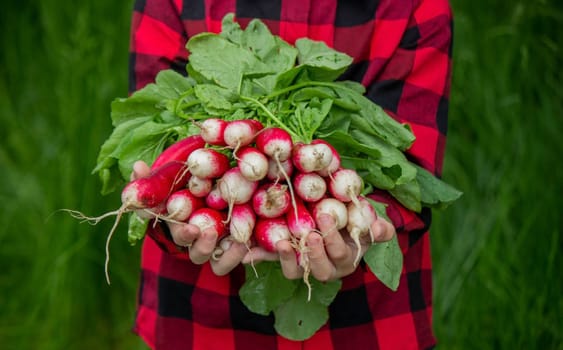 the boy is holding a bunch of freshly picked radishes. selective focus