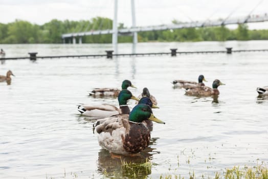 Beautiful duck at the shore of a pond, beauty summer day