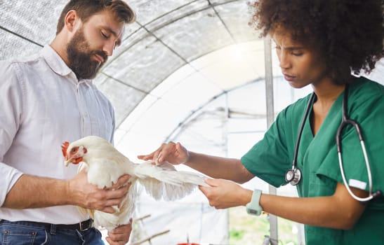 Farming, exam and vet hands on a chicken for protection from virus, disease and illness on a farm. Analysis, medical and animal with a doctor for a health test for agriculture and healthy growth.