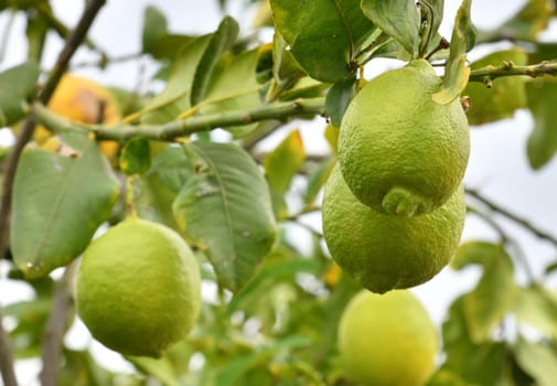 Unripe lemons on a tree branch
