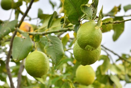 Unripe lemons on a tree branch