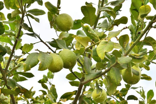 Unripe lemons on a tree branch