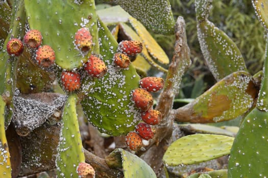 Opuntia cactus with red fruits in the form of cones