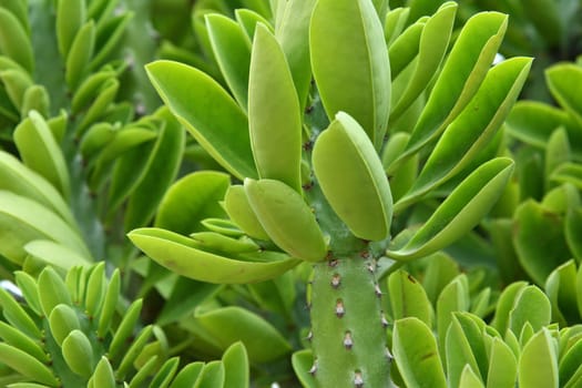 Euphorbia oleandroleaf - Shrub Succulent grows in a southern latitudes