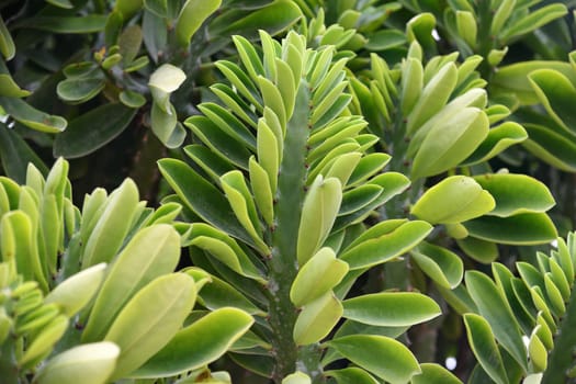 Euphorbia oleandroleaf - Shrub Succulent grows in a southern latitudes