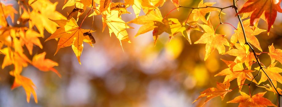 Beautiful maple leaves in autumn sunny day in foreground and blurry background in Kyushu, Japan. No people, close up, copy space, macro shot.