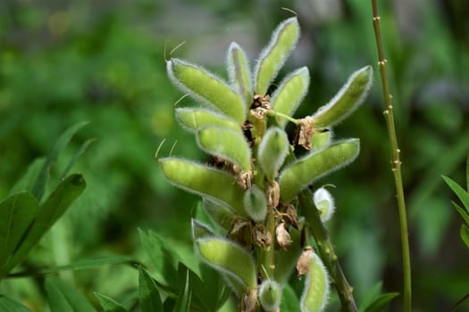 Closeup of a green ripe lupine pods on the bush against a green blurred background