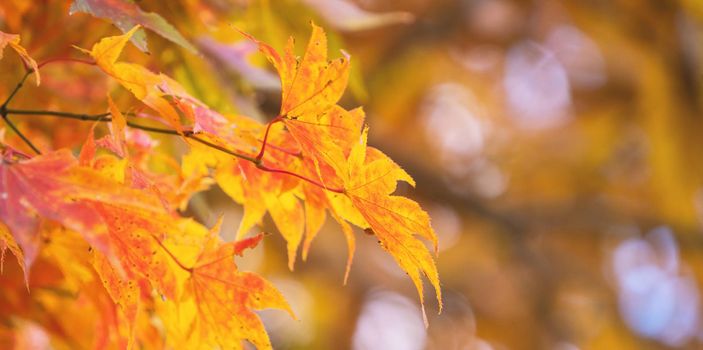 Beautiful maple leaves in autumn sunny day in foreground and blurry background in Kyushu, Japan. No people, close up, copy space, macro shot.