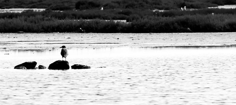 Seagull resting on rock at La Manga del Mar Menor wetlands in Murcia, Spain