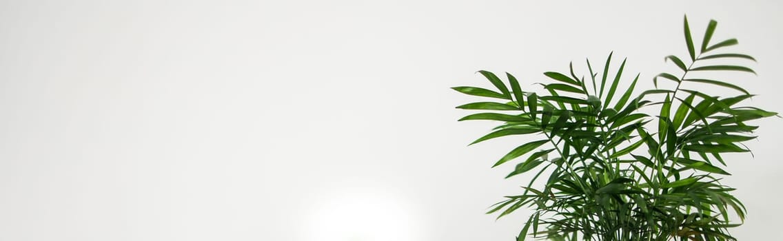 Green plant on empty white wall background place for your text - botany and potted plant