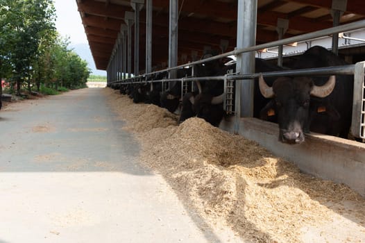 italian mediterranean buffalo breed farm specializing in the production of buffala mozzarella cheese of campania region in paes Italy.
