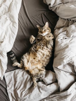Tabby cat lies on its back on the bed among the blankets. High quality photo