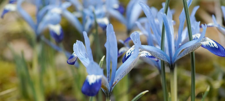 Close up of blue flowers in spring. Soft blue dwarf irises, Netted iris, Iris reticulata is a species of flowering plant in the family Iridaceae. They are small plants, about  15 centimetres, and bloom in early spring. Iris reticulata Harmony