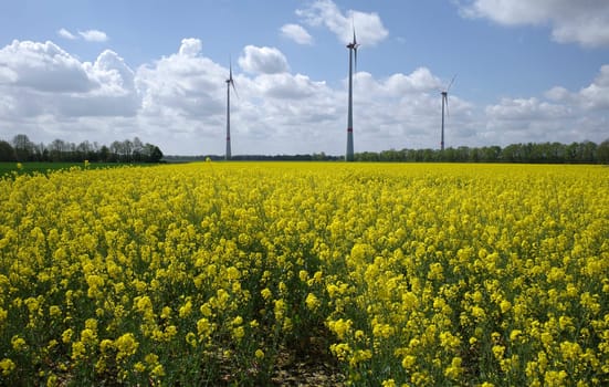 Two forms of alternative energy. Rapeseed for the production of a substitute for diesel oil. Wind turbines for electrical power generation.