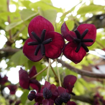 The lovely dark red flowers of the akebia quinata (chocolate vine, five-leaf chocolate vine,  five-leaf akebia)