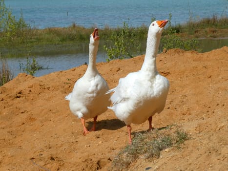 Two geese in attacking mode. They are living free in a little lake