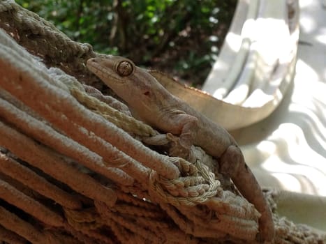 A Turnip-tailed gecko staying in a hammock on Curacao. This gekko ( Thecadactylus rapicauda ) is native to South America and the Caribbean.