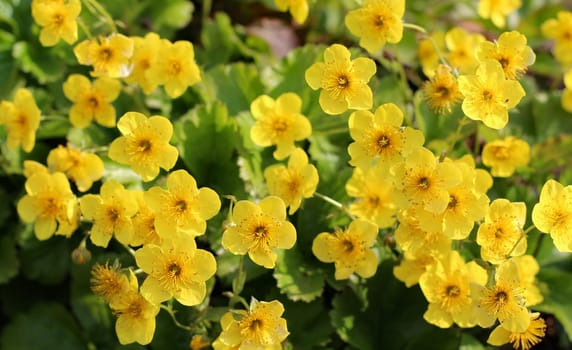 Yellow Waldsteinia ternata flowers in springtime. Barren strawberry