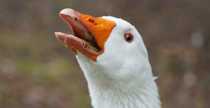 Portrait of an angry Emden goose