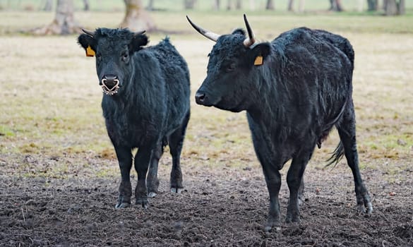 A black Dexter cow and bull. Dexter cattle are a breed of cattle originating in Ireland. Dexters are classified as a small, friendly, dual-purpose breed, used for milk and beef