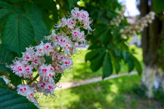 A branch of a flowering chestnut close-up. Blooming chestnut tree in a city park on a sunny day