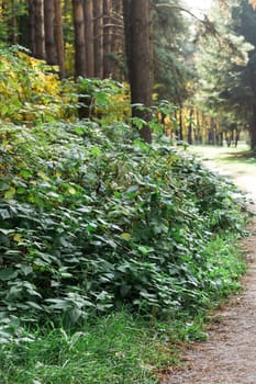 Path in the summer forest among the green bush close-up. Park and landscape
