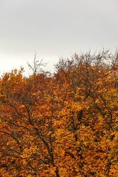 Autumn tree tops in vibrant colors, with overcast sky (space for text) above. Abstract fall weather background.