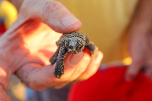 Volunteer hand hold freshly hatched turtle, still covered in sand from nest where it was few seconds ago; about to be released to sea.
