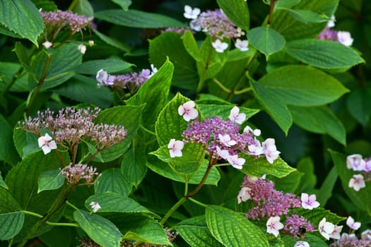 Bush of pink blooming hydrangea in the garden