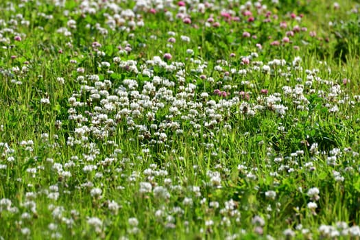 Clover blooms with white and pink flowers. A wild meadow