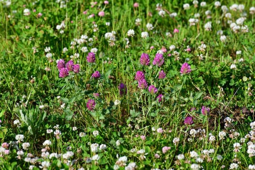 Clover blooms with white and pink flowers. A wild meadow