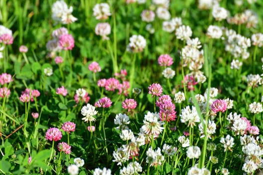 Clover blooms with white and pink flowers. A wild meadow