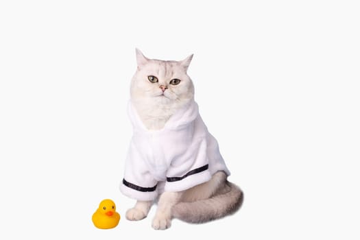 white cat is sitting in a white bathrobe, isolated on white background, next to a yellow rubber duck, looking at camera. Copy space