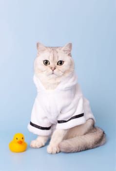 Pretty white cat is sitting in a white bathrobe, on a blue background, next to a yellow rubber duck, looking at camera. Vertical. Copy space