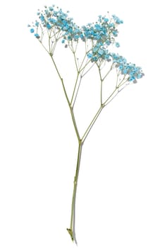 Gypsophilia branch with blue flowers on a white background, top view